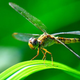 Image for article titled Like humans, dragonflies are capable of focusing their attention